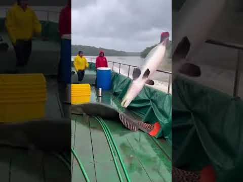 Amazon “JACKPOT!”: Giant Arapaima Rain Onto the Deck—Then a Black Caiman Hits the Rail