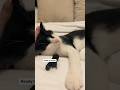 My Tuxedo Cat Agnes Purrs And Requests To Be Pet