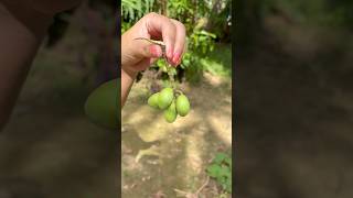 Download lagu 🍒 An unknown fruit, but definitely worth discovering! #ytshorts #fruit #fruittrees #farming mp3