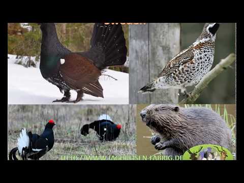 Episode7 Hunting destination sweden (english)