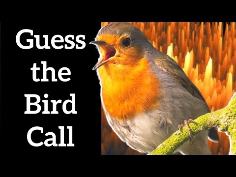 Guess the Bird Sound - European Bird Calls