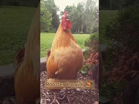 Chicken | Rooster Crowing Sound  🐓 #shorts