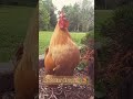 Chicken | Rooster Crowing Sound  🐓 #shorts