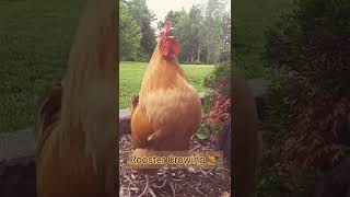 Download lagu Ayam | Suara Ayam Kokok 🐓 #shorts mp3