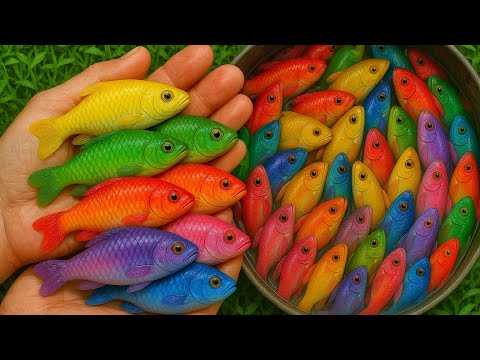 Fantastici pesci colorati da acquario in un piccolo laghetto: tartarughe neonate, anguille, pesci...