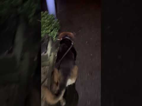 CRAZY DOG FRIDAY MORNING STROLL WITH AZRA #nature #dog #shorts