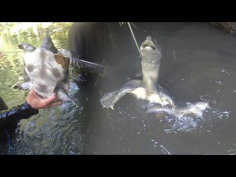 SE03EP005 - AHAS PAGONG / CHINESE SOFT SHELL TURTLE | San Pablo City, Laguna