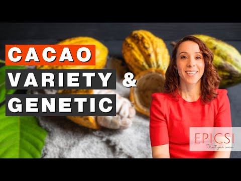 Uncovering The Flavours Of Chocolate Series | The Impact Of Cacao Variety & Genetic