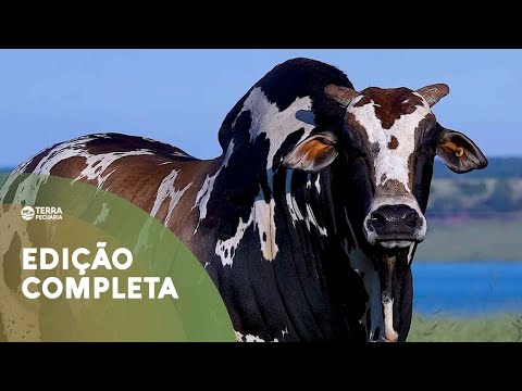TERRA PECUÁRIA - Edição 18/06/2023