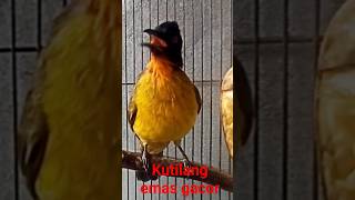 Download lagu kutilang emas gacor dor mp3 Download lagu kutilang emas gacor dor mp3