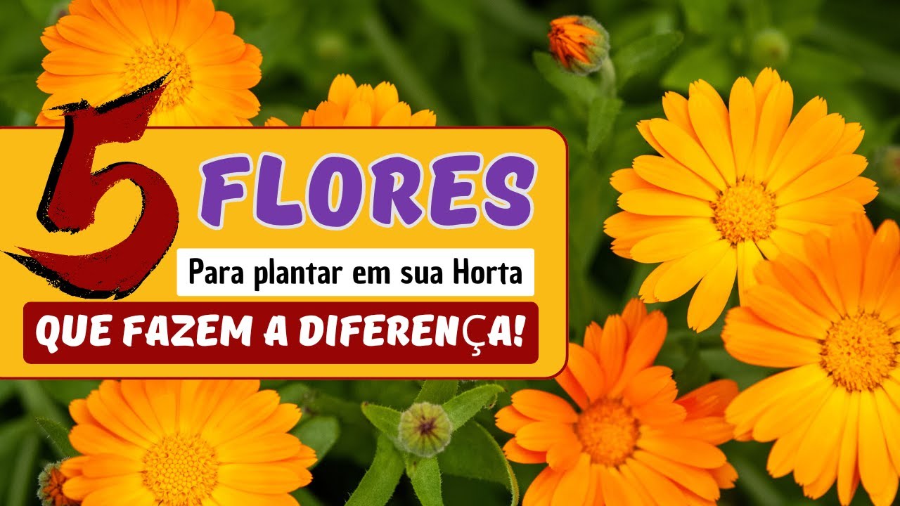 Setembro Colorido e Produtivo: Aposte em Flores para Turbinar Sua Horta! O que o plantar em setembro