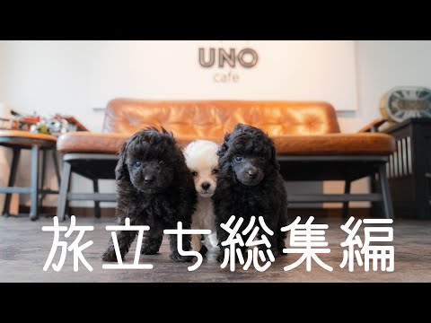 【旅立ち総集編】#uno1ワンチャンネル #宇野昌磨 #宇野樹 #トイプードル生活 #フィギュアスケート #いぬとの暮らし