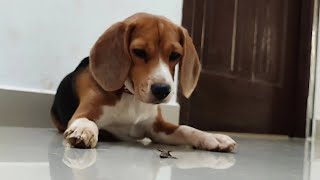 funny puppy playing with bug