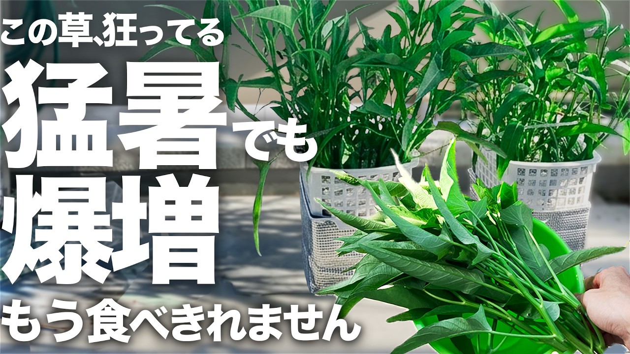 猛暑でも狂ったように爆増する最強の夏野菜！合計17回収穫した空芯菜がヤバすぎた