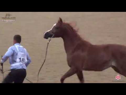 N 136 NAJA AL NASSER   10th Qatar International Arabian Peninsula Horse Show 2020   4 6 Years Old