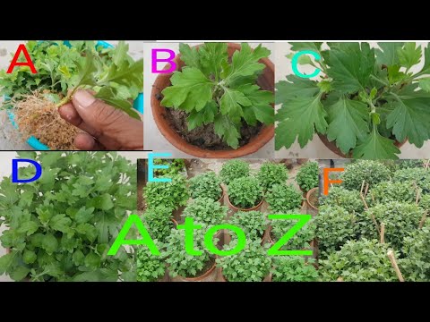 Chrysanthemum cutting to flowering / with English subtitles