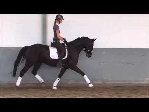 Gelding by Don Index X Londonderry