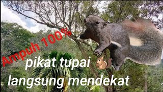 Download lagu Suara pikat tupai atau bajing mp3