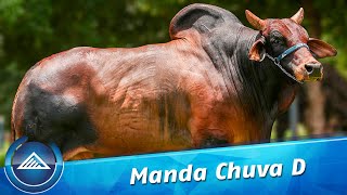 Download lagu Manda Chuva D mp3