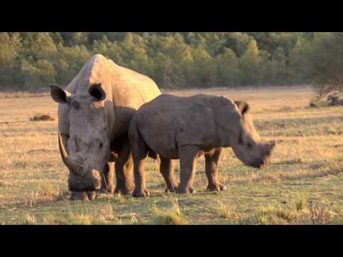 New MTN project to combat rhino poaching