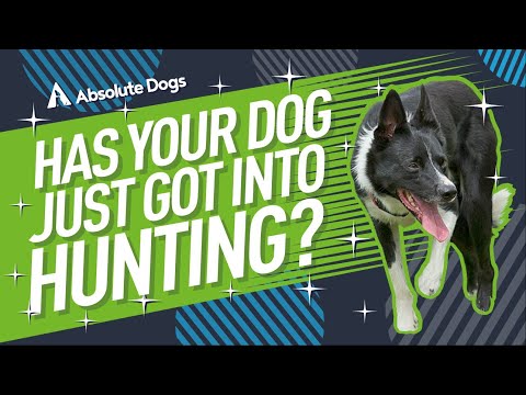 Has Your Dog Just Got Into... Hunting?