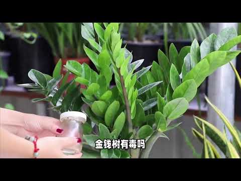 金錢樹有毒嗎