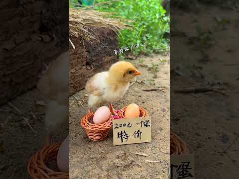 टीकू बेटा उठ जाओ सुबह हो गई😳#Catsoftiktok #CatLovers #cat #cute #FunnyCats #catcartoon #frying