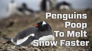Penguins Poop To Melt Snow Faster