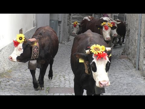 Transhumance in Italy and cow bells 2017