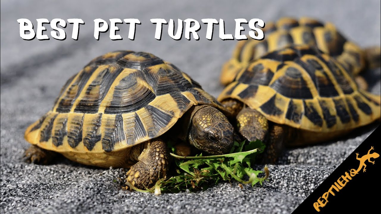 7 Best Turtles for Pets: Choosing the Right One