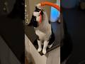 Tuxedo Cat Life Tobythecat
