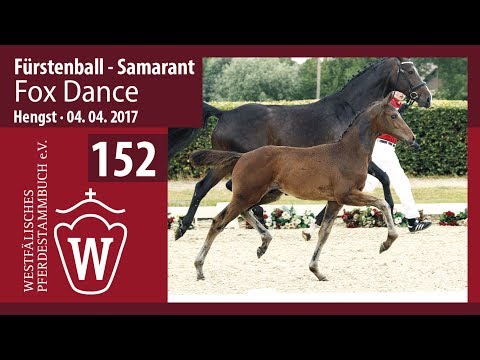 152 Fox Dance  Hengst v. Fürstenball -  Samarant