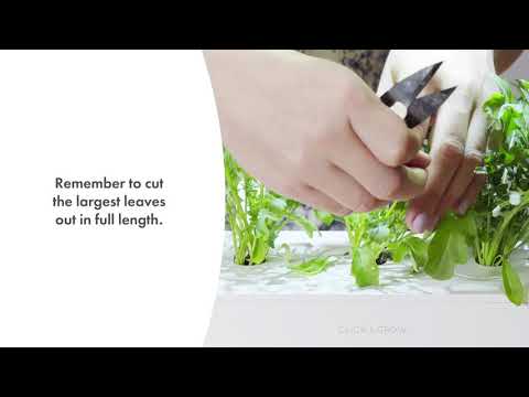 Click &amp; Grow sėklos išmaniajam vazonui - Mišrios salotų sėklos (PPMSAX9) 9vnt. video