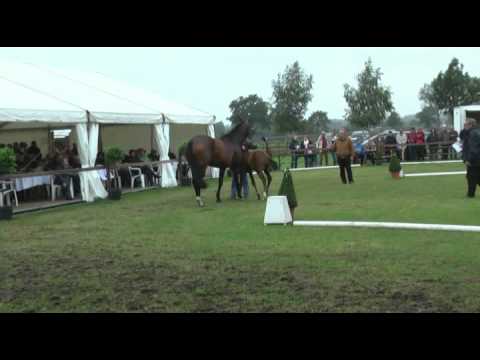 Sudweyher Fohlenschau 2011 - Kat.-Nr. 34: Hengstfohlen v. Bonifatius - Weltregent