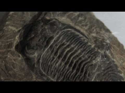 The Trilobite Pool - Video