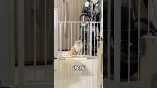 Download lagu OYEN CAT IS CLEVER AT FOLLOWING INSTRUCTIONS #cat #catlover #mycat #catsworld #catperson #lovelycat mp3