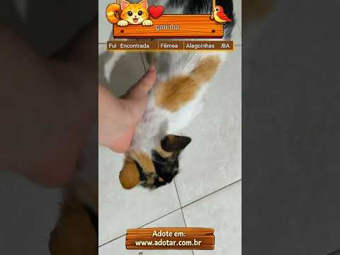 Vídeo de gatinha 