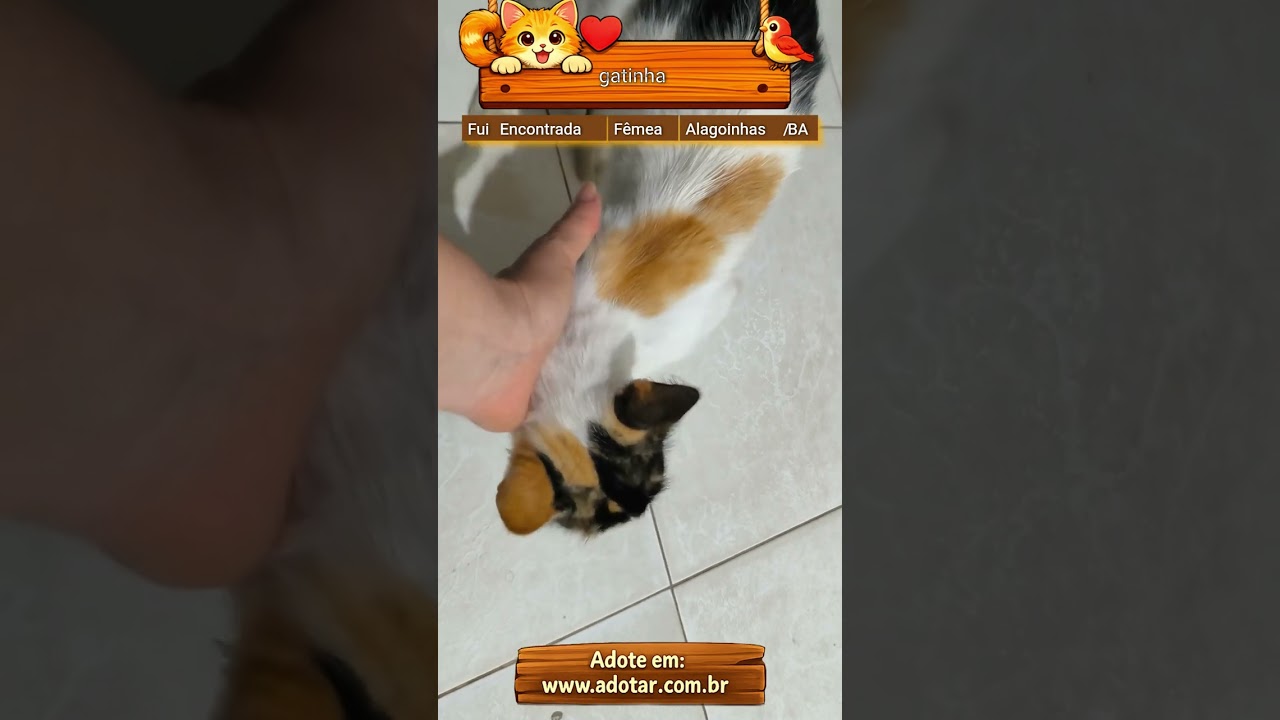 Gato raça SRD-ViraLata idade  nome gatinha 