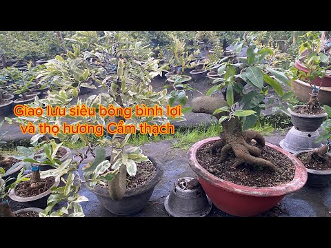 Giao lưu cúc thọ hương và  mai giống sbl lh 0387483634