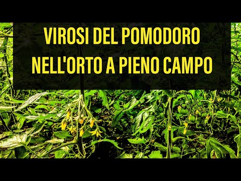 , title : 'Virosi del Pomodoro nell' Orto'
