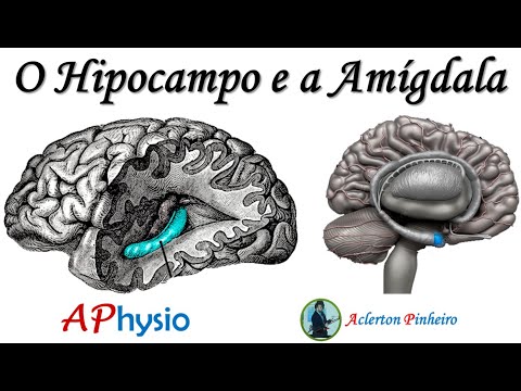 As funções da Amígdala e do Hipocampo