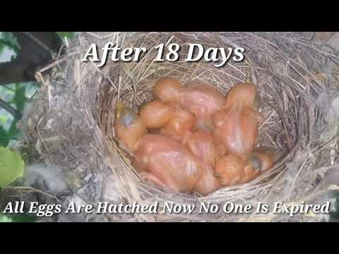 Grey Jay Hatching Eggs | Life Cycle Of Jay.
