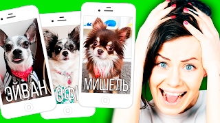 ЕСЛИ БЫ СОБАКА БЫЛА SIRI ! Все мои собаки в роли Siri
