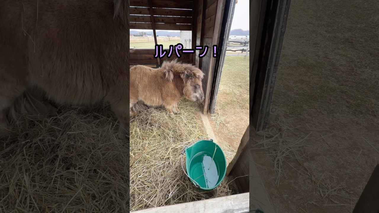 自由人ルパン\( ˆoˆ )/ #shorts