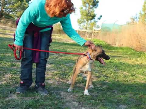 Vídeo de PIPA