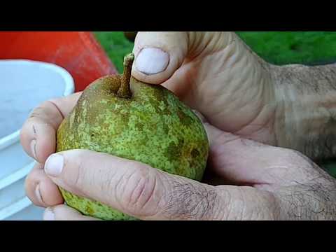 download lagu mp3 mp4 Best Season For Pears, download lagu Best Season For Pears gratis, unduh video klip Best Season For Pears
