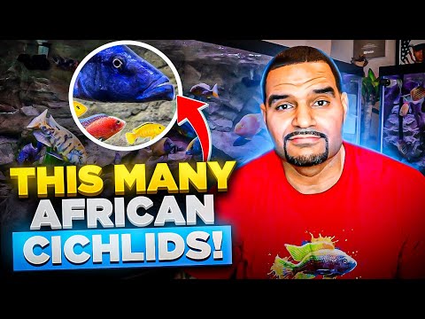 How Many African Cichlids in ONE TANK? – (Stop Searching)