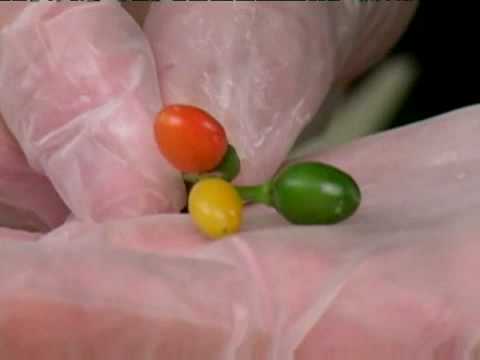 Cooking Tips : How to Pick Pequin Peppers