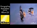Scottish Wildlife Photography Part 1 Red Kite Photography