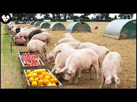 How American Farmers Raise Organic Pigs - Pig Farms Only Eat Bananas